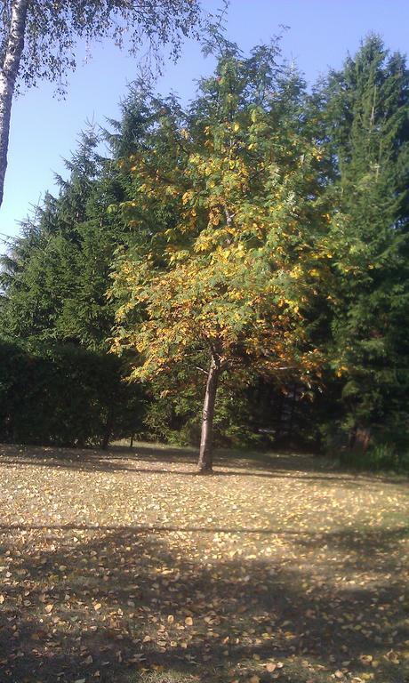 Vila Borovic Zlatibor Luaran gambar